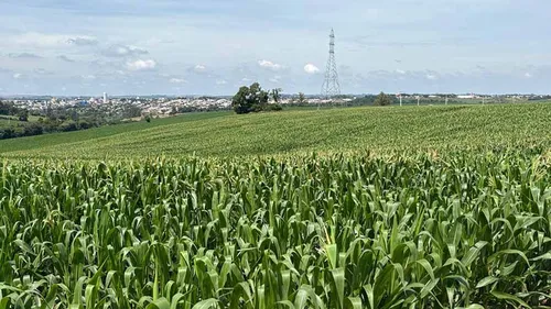 Produtividade média da regional será superior ao ano passado