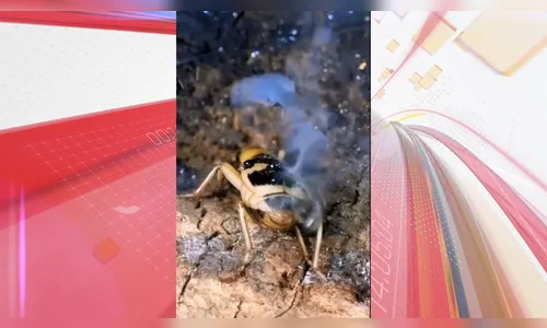 Pum Explosivo! Besouro-bombardeiro solta ‘gás quente’ para se defender