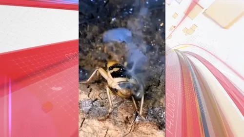 Pum Explosivo! Besouro-bombardeiro solta ‘gás quente’ para se defender