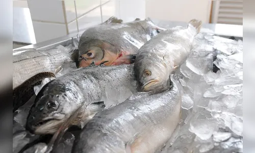 Semana Santa: veja quais são os melhores peixes para consumir