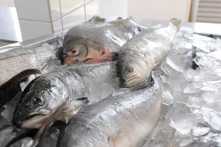 Semana Santa: veja quais são os melhores peixes para consumir