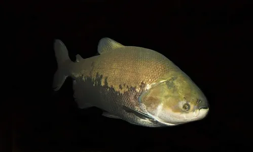 Dedo arrancado: ataques de tambaquis interditam famoso balneário