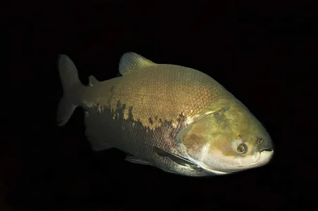 Tambaqui, espécie amazônica que se caracteriza pelos dentes fortes