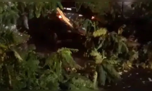 Temporal causa queda de 11 árvores em diversas áreas de Londrina