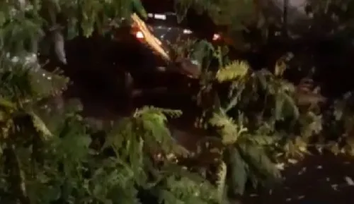 Temporal causa queda de 11 árvores em diversas áreas de Londrina