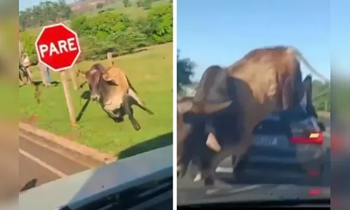 Touro descontrolado pula em carros e fere criança; assista