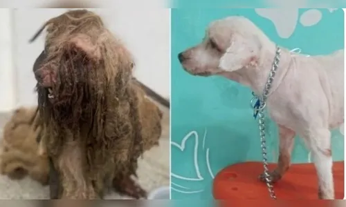 Veja como ficou cachorro resgatado com 3 kg de sujeira após tratamento