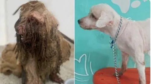 Veja como ficou cachorro resgatado com 3 kg de sujeira após tratamento