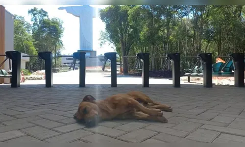 Cão abandonado vira mascote do Cristo Protetor de Encantado