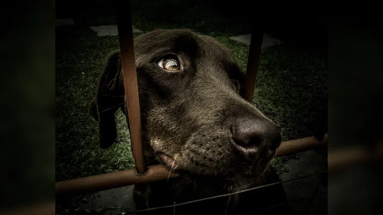 Imagem ilustrativa da notícia Abril Laranja: o que diz a lei sobre a crueldade contra os animais?