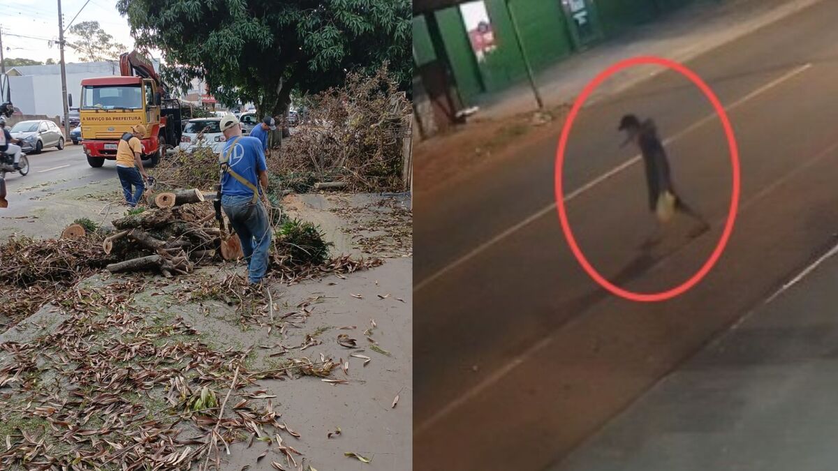 Árvore que seria derrubada por morador de rua é removida em Apucarana