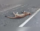 Onça-parda é encontrada morta na Rodovia do Milho, no Paraná