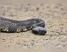 Criança é socorrida após ser picada por cobra em Cruzmaltina