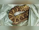 Homem é picado por cobra em Borrazópolis