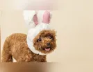 Conheça o cachorro reborn: a nova tendência após o bebê reborn