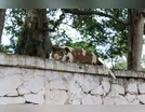 Tutor procura a polícia após cachorro morrer envenenado na região