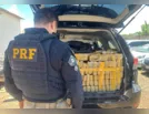 Apreensão de drogas dispara no 1º trimestre na região de Apucarana