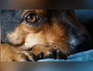 PM atende denúncia de maus-tratos a cachorro em Borrazópolis