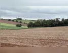 Área plantada com trigo perde espaço na região de Ivaiporã