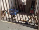 Cães abandonados após donos mudarem são resgatados em Arapongas
