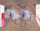 Pintinho com quatro patas nasce em Borrazópolis no Paraná; veja