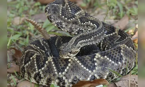 Cobra cascavel é encontrada em bairro de Apucarana