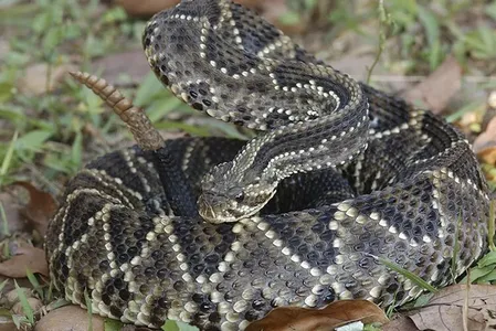 A cascavel é facilmente identificada por possuir vários anéis na ponta de sua cauda que formam um guizo