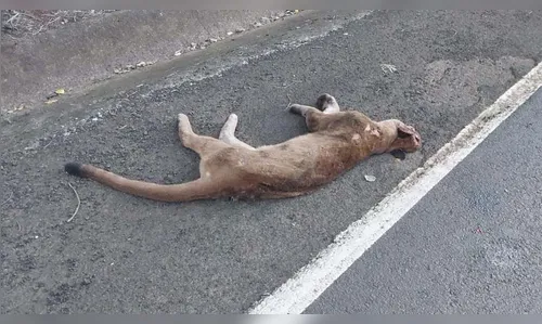 Onça-parda é encontrada morta na Rodovia do Milho, no Paraná