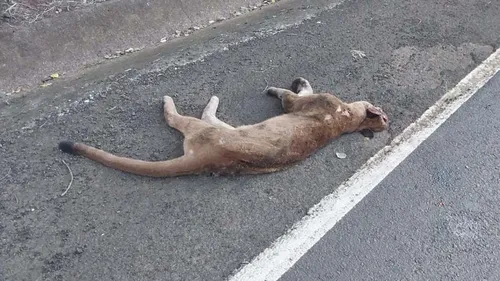A suspeita é que o felino tenha sido atropelado durante a madrugada