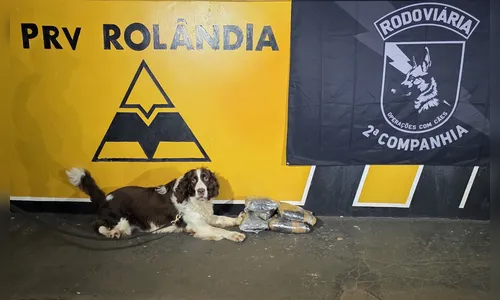 Cão Airon da PRE encontra haxixe preso nas pernas de passageiro no PR