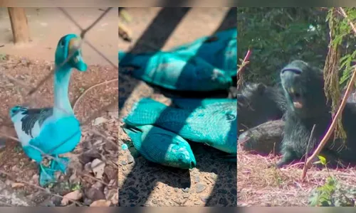 Animais ficam azuis após vazamento de corante em córrego