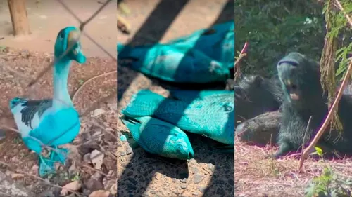 Animais ficaram azuis após vazamento de corante