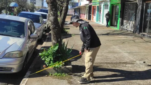 Apucarana inicia coleta para primeiro plano de arborização