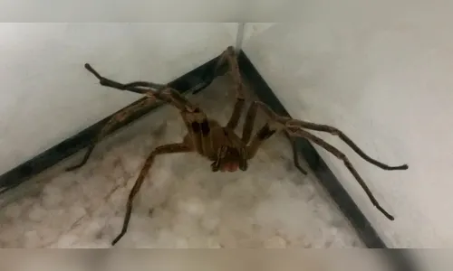 Veneno de aranha armadeira pode ser remédio contra impotência sexual