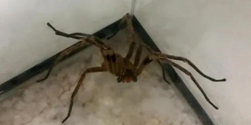 Armadeira possui um veneno capaz de causar ereções prolongadas e dolorosas de até quatro horas, além de representar risco real à vida humana.