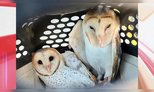 GM de Arapongas resgata duas corujas em barracão de empresa; assista