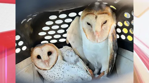 Aves foram devolvidas para seu habitat natural