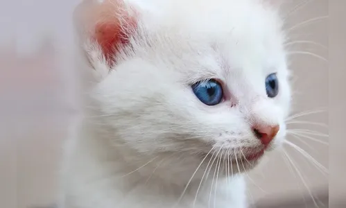 Idoso mata gato após filhote atrapalhar o sono dele em Apucarana