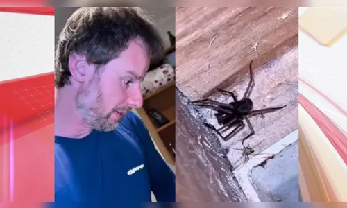 Biólogo aluga quarto em plataforma e encontra ninho de aranha em cama