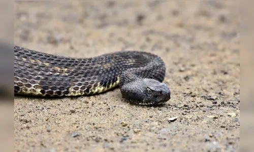 Criança é socorrida após ser picada por cobra em Cruzmaltina