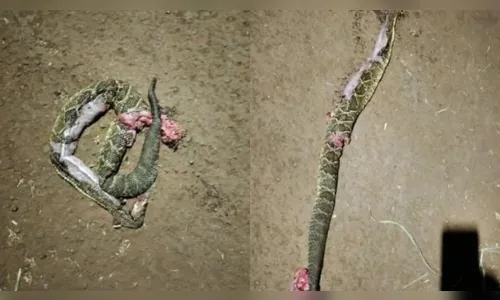 Cobra é morta por moradores ao tentar entrar em casa na Vila Reis