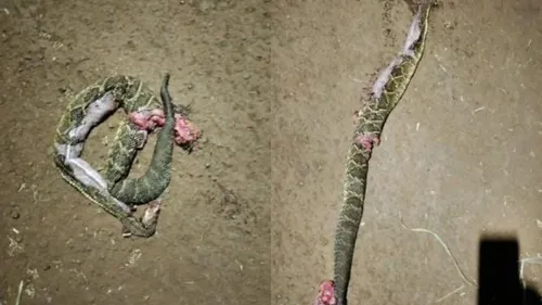 Cobra morta por moradores da Vila Reis