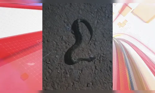 Mulher é picada por jararaca em Apucarana; vídeo