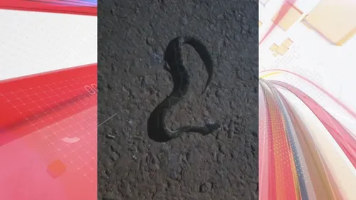 Cobra picou mulher em Apucarana