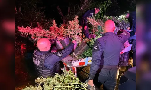 Casal é preso com estufa de 'maconha gourmet' vendida a R$ 30 mil o quilo