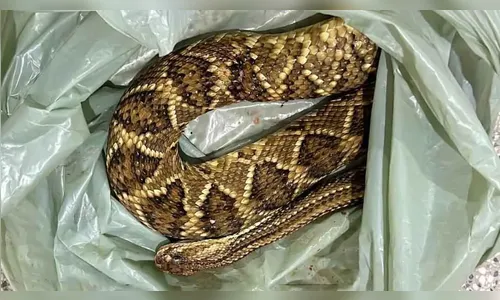 Homem é picado por cobra em Borrazópolis