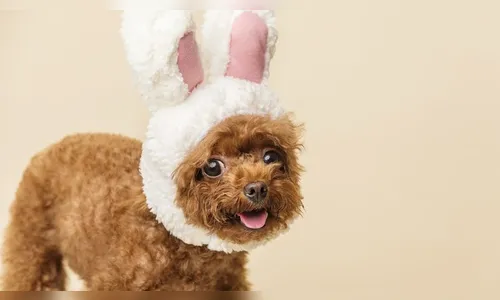 Conheça o cachorro reborn: a nova tendência após o bebê reborn