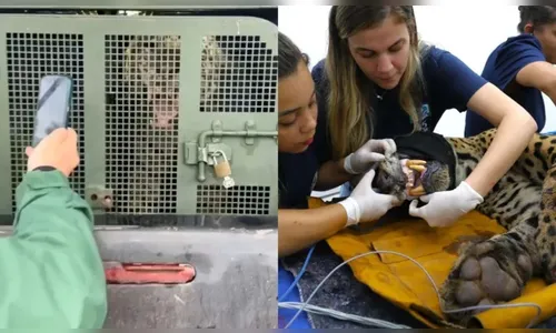 Onça que matou caseiro chega acordada para exames e assusta; vídeo