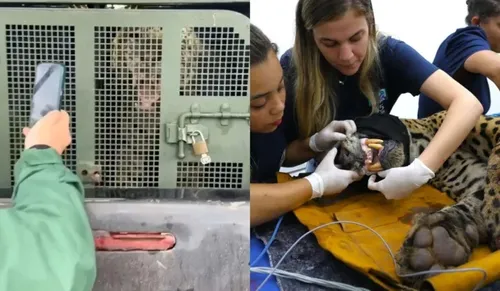 Especialistas afirmam que a onça apresenta magreza foram do normal