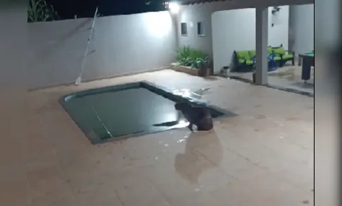 Novos vídeos mostram resgate de capivara que mergulhou em piscina